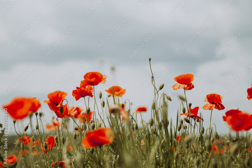 Obraz premium flower field, field of poppies against the sky, blooming poppies, floral background for postcard, Poppies have bright flowers with a black center that stand out against the blue sky; 