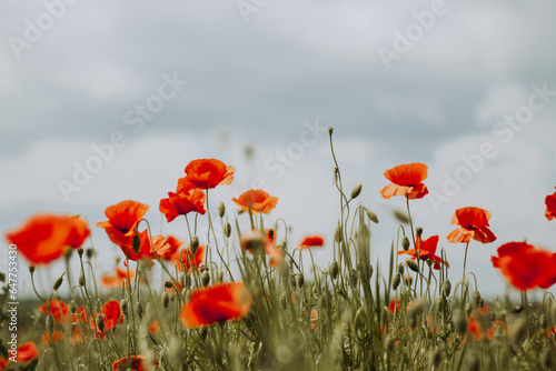 flower field  field of poppies against the sky  blooming poppies  floral background for postcard  Poppies have bright flowers with a black center that stand out against the blue sky   