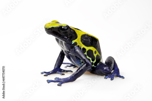 Dyeing poison dart frog // Färberfrosch (Dendrobates tinctorius) - Surinam
