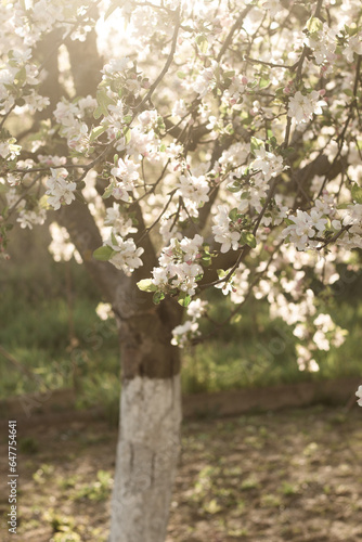 Spring flower: an apple tree in bloom. A luxurious spring bouquet from a blooming apple tree. The beauty of nature: a tree in bloom. A blooming tree bathed in sunlight.