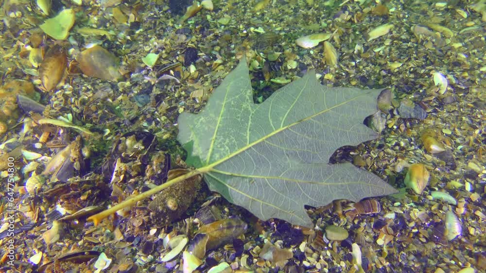 Autumn at sea: the current shakes a greenish sycamore leaf along the bottom. Autumn at sea: the current shakes a greenish sycamore leaf along the bottom.