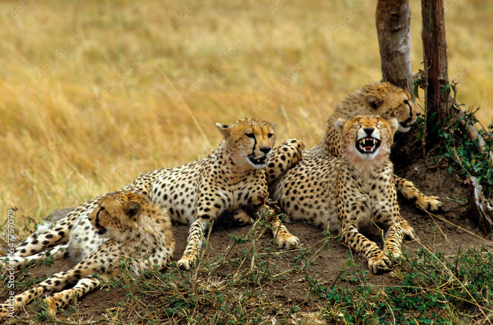 Fototapeta premium Guépard, cheetah, Acinonyx jubatus, Parc national de Masai Mara, Kenya