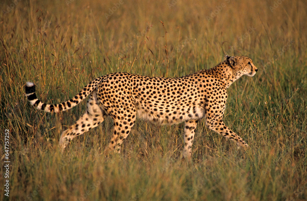 Guépard, Acinonyx jubatus, parc national du Serengeti, Tanzanie Guépard, Acinonyx jubatus, parc national du Serengeti, Tanzanie