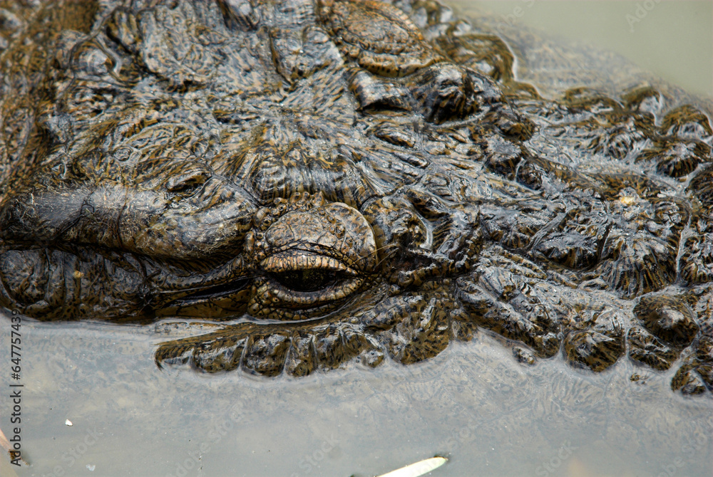 Obraz premium crocodile de Madagascar, Crocodylus niloticus madagascariensis, Madagascar