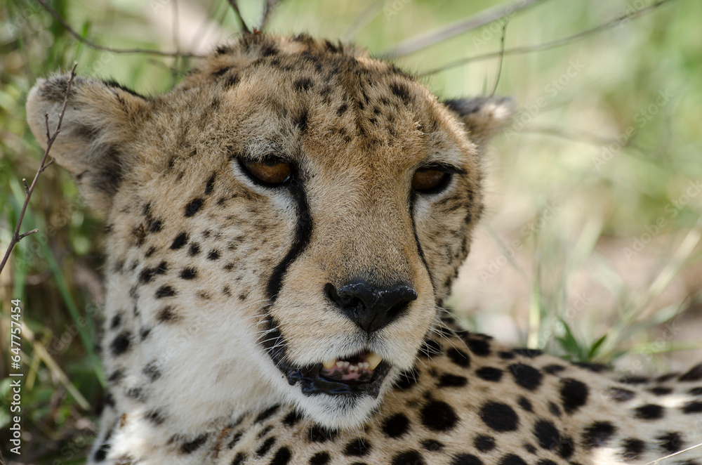 guepard, Acinonyx Jubatus, Afrique de l'Est guepard, Acinonyx Jubatus, Afrique de l'Est