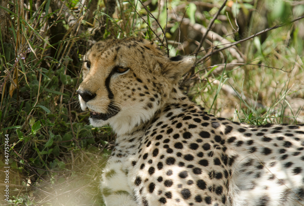 guepard, Acinonyx Jubatus, Afrique de l'Est guepard, Acinonyx Jubatus, Afrique de l'Est