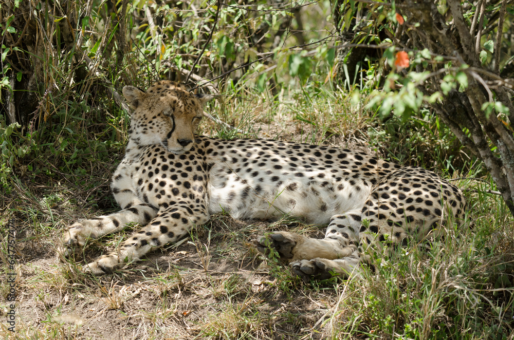 guepard, Acinonyx Jubatus, Afrique de l'Est guepard, Acinonyx Jubatus, Afrique de l'Est