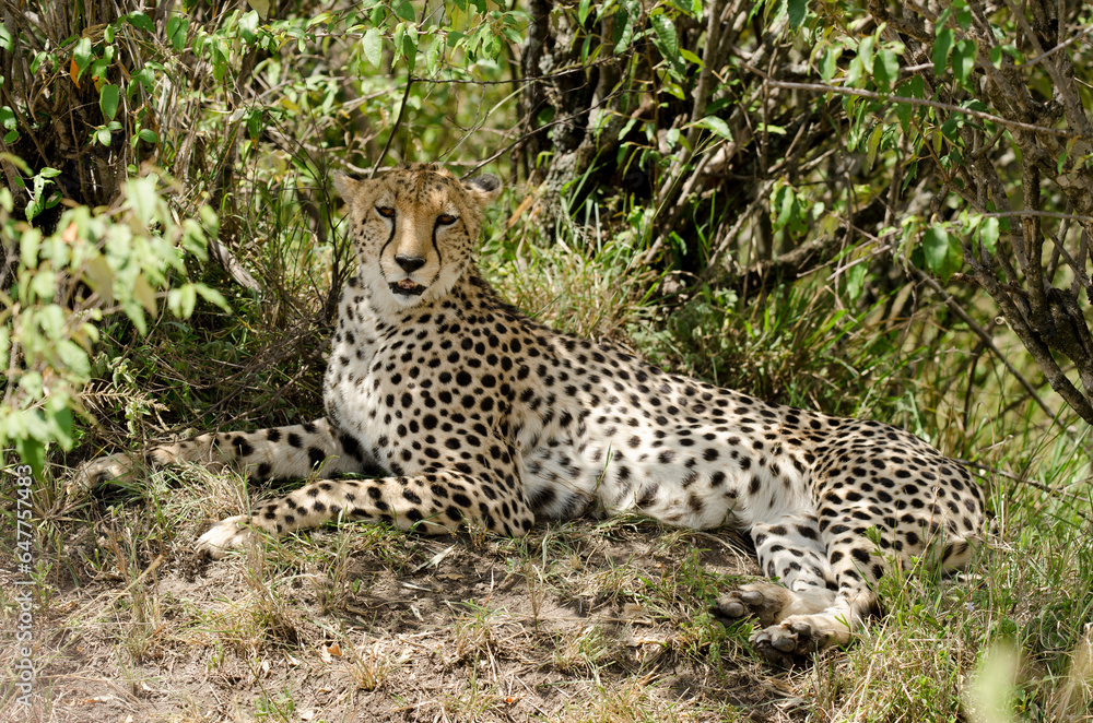 guepard, Acinonyx Jubatus, Afrique de l'Est guepard, Acinonyx Jubatus, Afrique de l'Est
