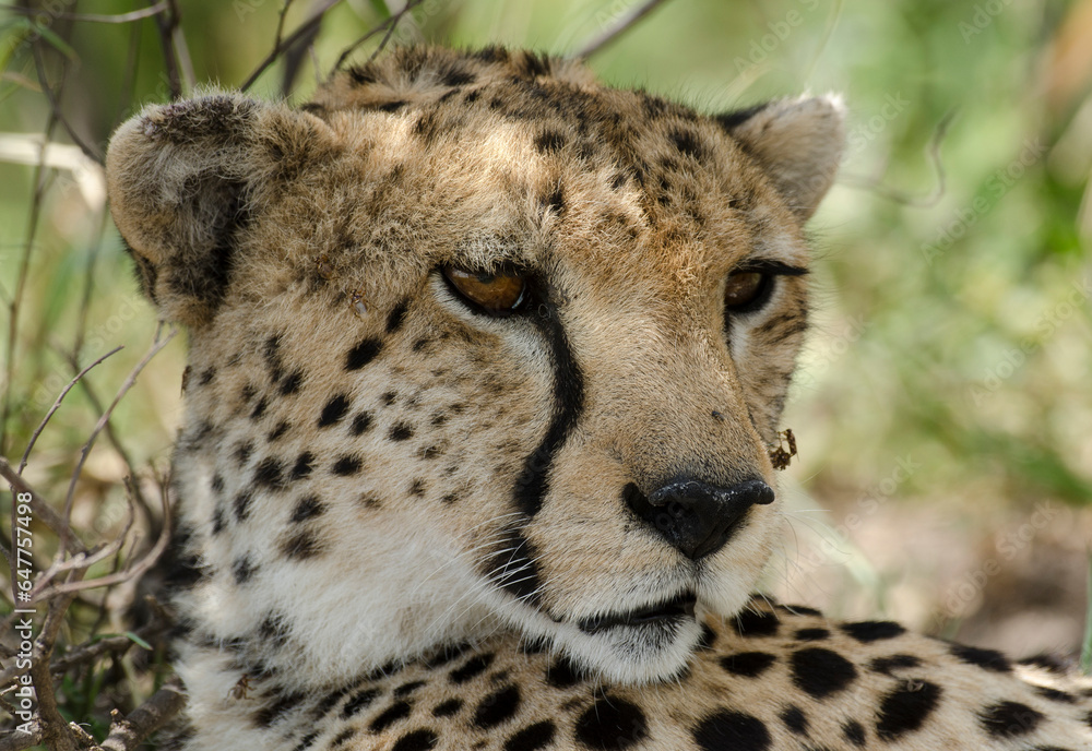 guepard, Acinonyx Jubatus, Afrique de l'Est guepard, Acinonyx Jubatus, Afrique de l'Est