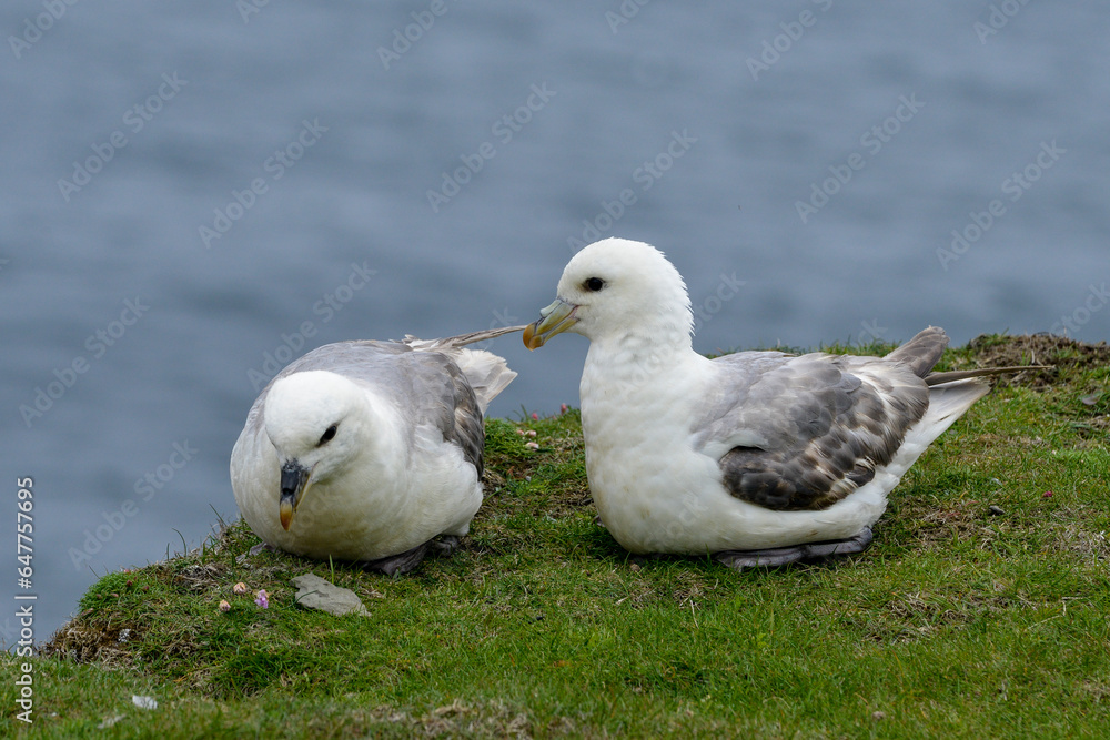 Fototapeta premium Fulmar boréal, Pétrel fulmar, .Fulmarus glacialis, Northern Fulmar