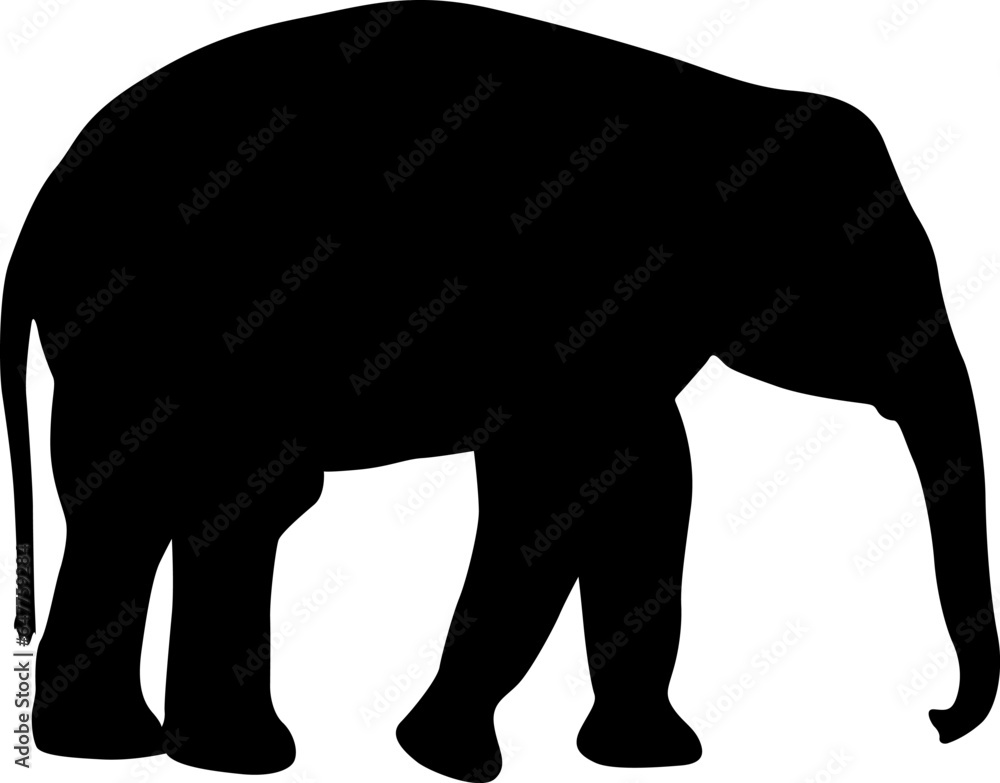 Fototapeta premium Silhouette large African elephant on a white background