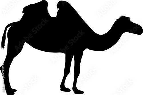 Silhouette of the camel on a white background