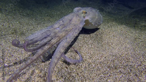 Underwater Scene: The brightly colored Common octopus (Octopus vulgaris) rises from the bottom and swims to another place.