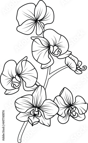 Orchid black and white vector drawing