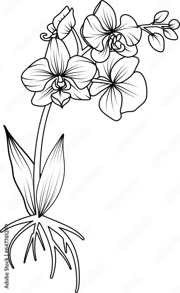 Orchid black and white vector drawing Orchid black and white vector drawing