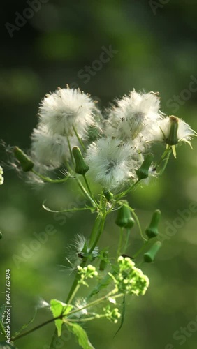 Slow motion, 4k footage of flowers blowing in the wind. Close up. Vertical. Motion Background