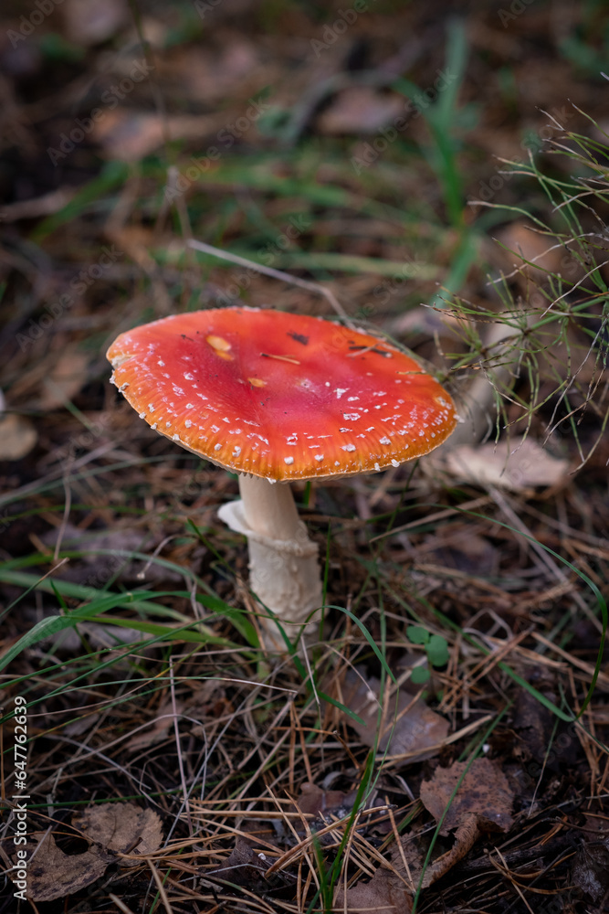 Inedible, poisonous mushroom is a red fly agaric. Beautiful forest background with a red mushroom close-up. 
