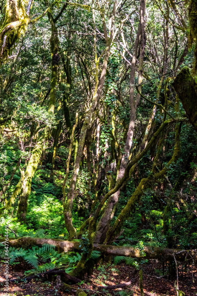 Flora en la isla de la Gomera.