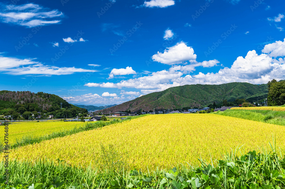 松本市　稲が実る頃