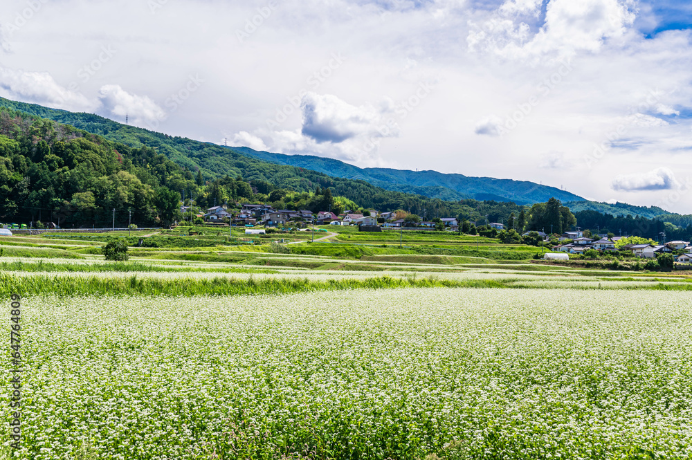 Obraz premium 松本市 そばの花が咲く頃