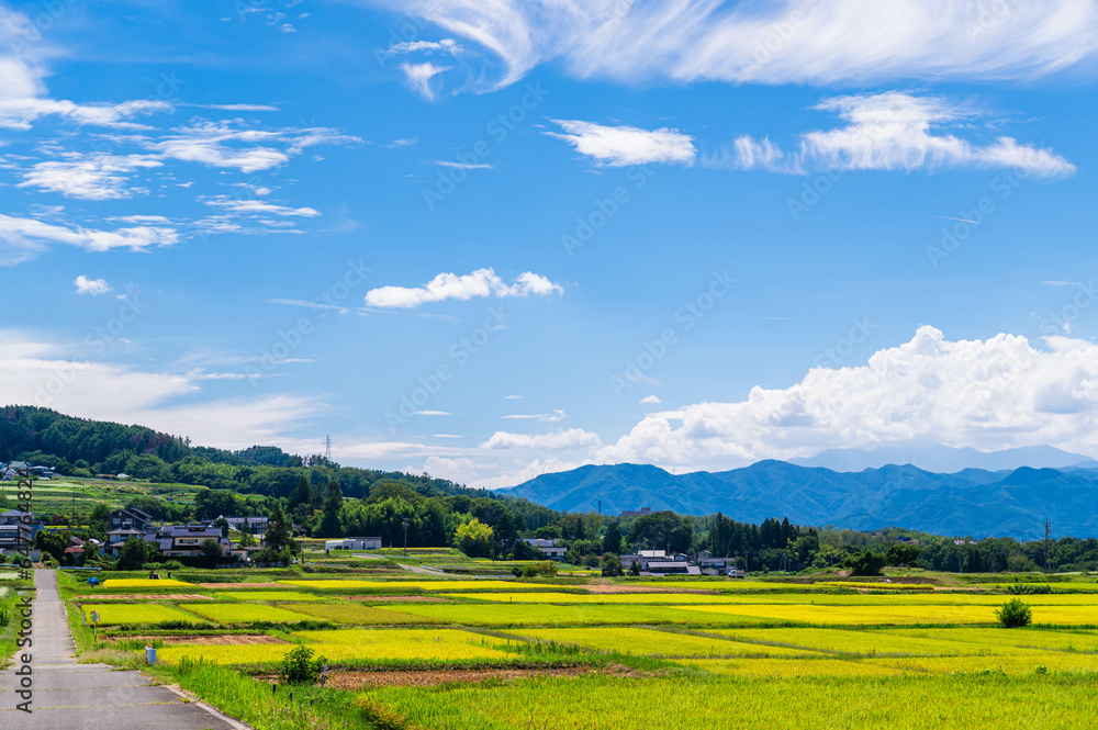 Obraz premium 松本市 稲が実る頃