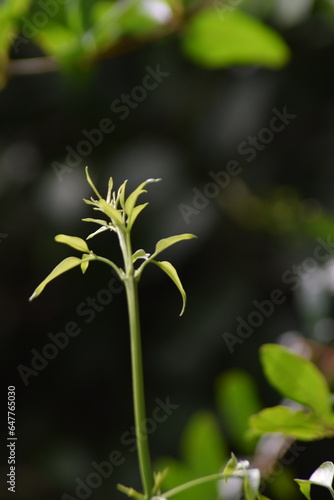 Little leaf plant tree leaves natural plants © Anbarasan