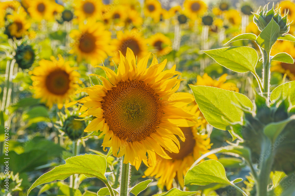 Obraz premium Field of blooming sunflowers