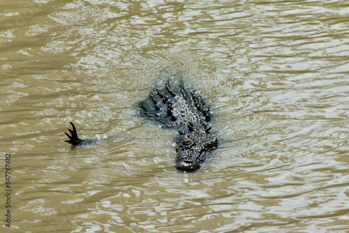 Obraz na plátně Portrait of a saltwater crocodile floating in a river
