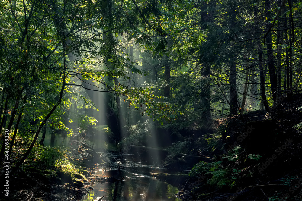 Dark forest with a river and rays of light through tree branches. an atmosphere of naturalness and a bit of mysteriousness. Dark naturalism