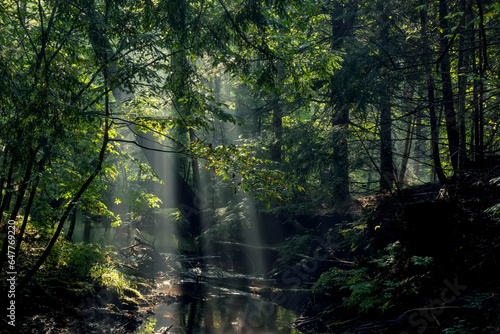 Fototapeta Naklejka Na Ścianę i Meble -  Dark forest with a river and rays of light through tree branches. an atmosphere of naturalness and a bit of mysteriousness. Dark naturalism