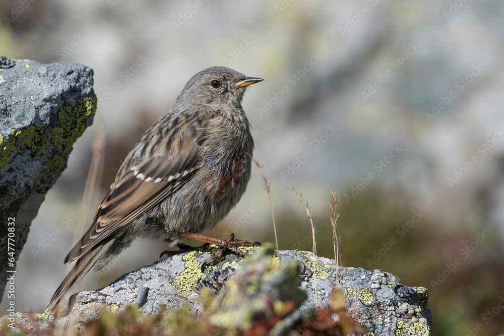 The alpine accentor (Prunella collaris) perched on a rock against blurred background, Alps mountains, Italy.