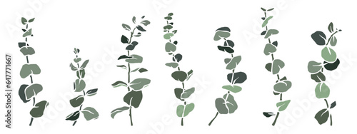 Set of eucalyptus branches. Vector graphics.