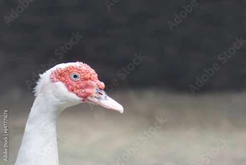 the duck head was observing the others. The duck's head is red with white feathers © MAW Studio