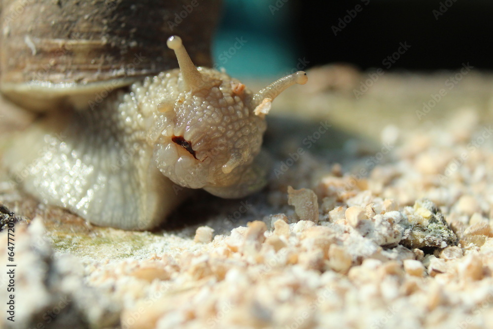 snail closeup of ST lump feed oatmeal. Feeding snails, raising animals