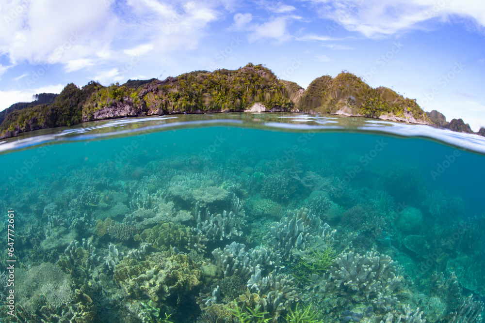 A robust coral reef, full of healthy hard and soft corals, thrives in the shallows near remote limestone islands in Raja Ampat, Indonesia. 