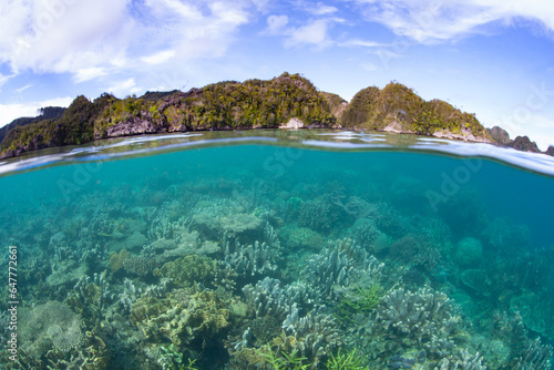 A robust coral reef, full of healthy hard and soft corals, thrives in the shallows near remote limestone islands in Raja Ampat, Indonesia. 