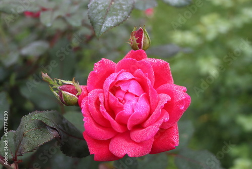 Rose et rosée