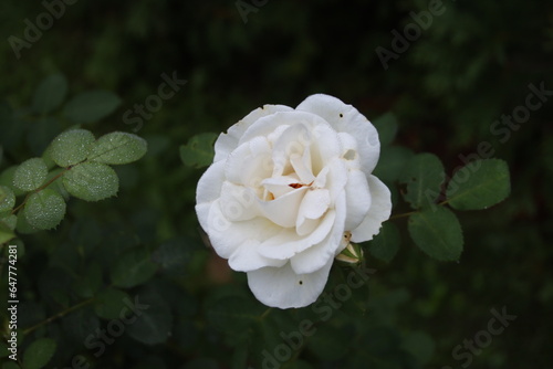Rose blanche