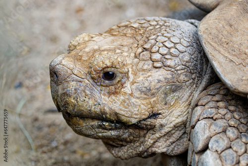 A close-up of the head of an impressive Galapagos tortoise