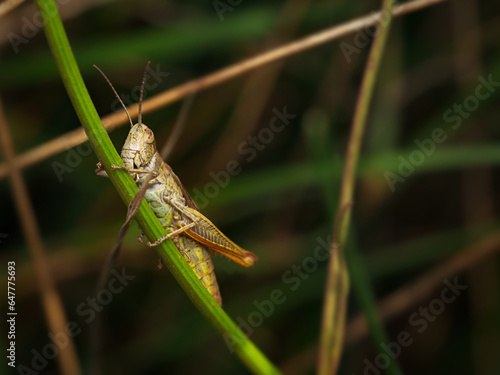 The Jersey grasshopper or sharp-tailed grasshopper (Euchorthippus declivus) in macro details sitting on the grass with blurred background.