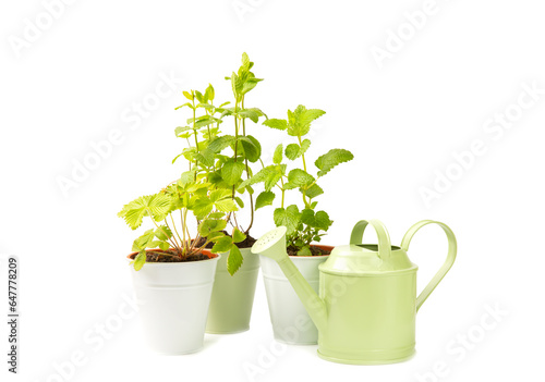Fresh garden herbs in pots isolated on white background. Spices and herbs seedlings. Assorted fresh herbs in a pot. Homemade aromatic and culinary herbs.