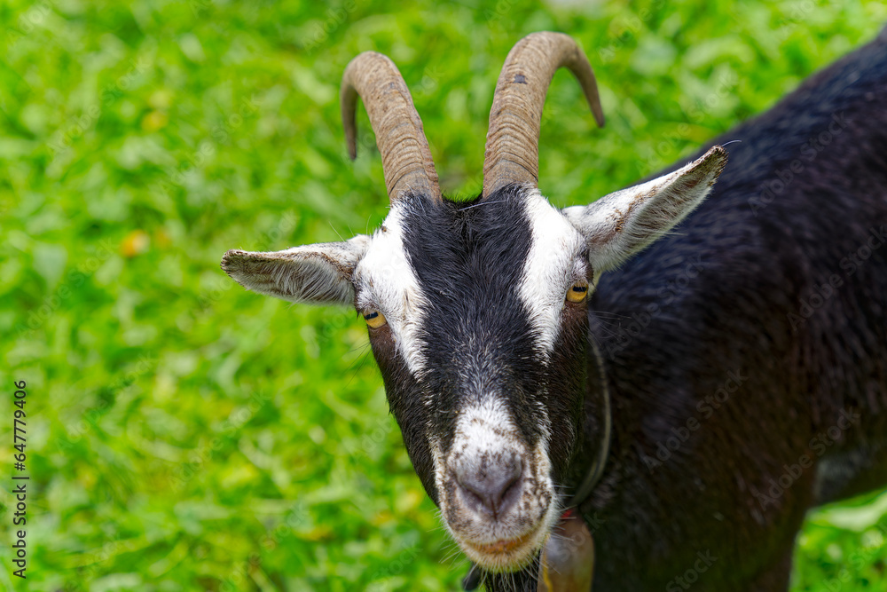 Black, brown and white cute goat at meadow at City of Zürich on a cloudy late summer day. Photo taken September 14th, 2023, Zurich, Switzerland. Black, brown and white cute goat at meadow at City of Zürich on a cloudy late summer day. Photo taken September 14th, 2023, Zurich, Switzerland.