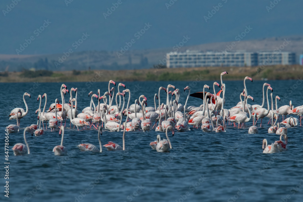Greater flamingo (Phoenicopterus roseus ) shot  at lake Pomorie in Bulgaria