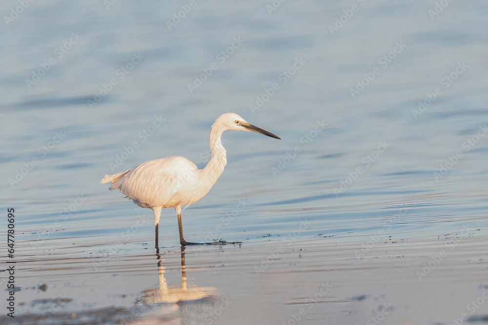 The small white heron or Little egret stands in the lake. The small white heron or Little egret stands in the lake.