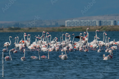 Greater flamingo (Phoenicopterus roseus ) shot at lake Pomorie in Bulgaria