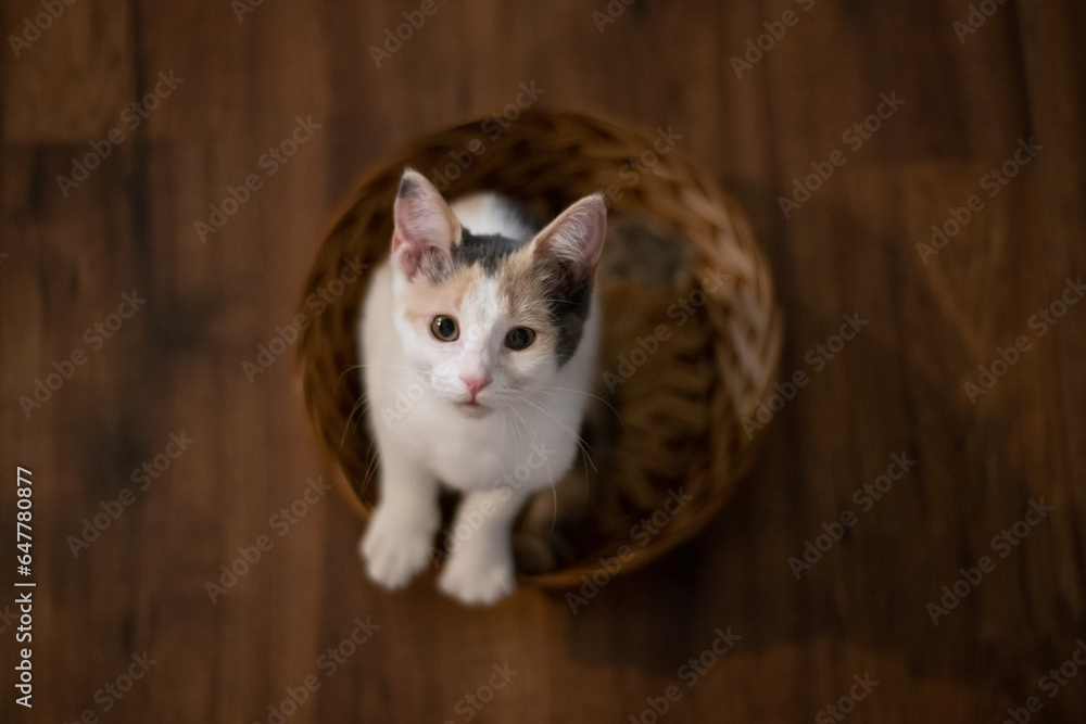 kitten in brown basket 