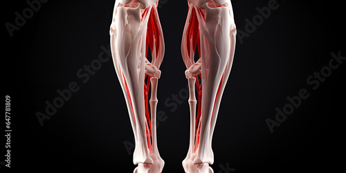x ray of knee ,medically accurate illustration of the extensor digitorum longus photo