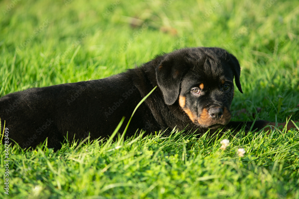 Pet Rottweiler Puppy Dog In Grass Pet Rottweiler Puppy Dog In Grass