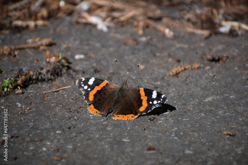 Schmetterling auf Asphalt