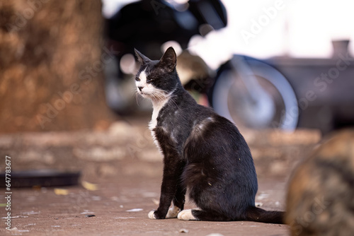 Fototapeta Naklejka Na Ścianę i Meble -  feline animal domestic cat abandoned